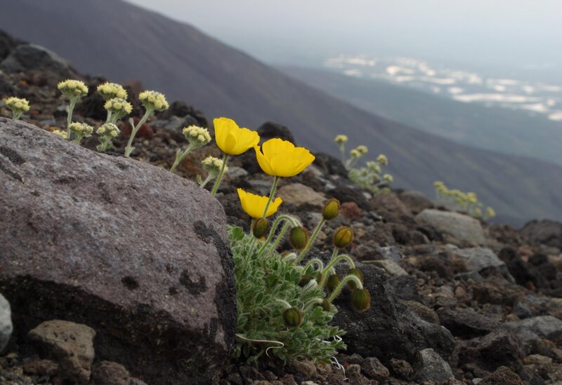Yellow Flowers on Volcano
