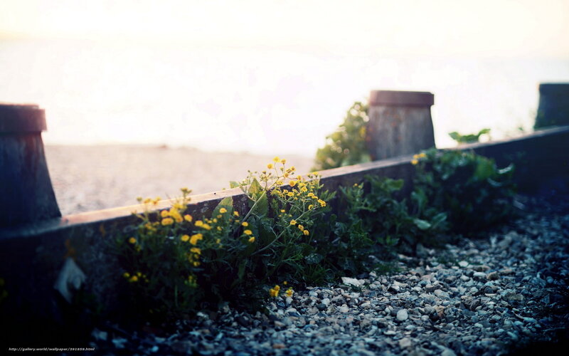 Yellow Flowers on Wall