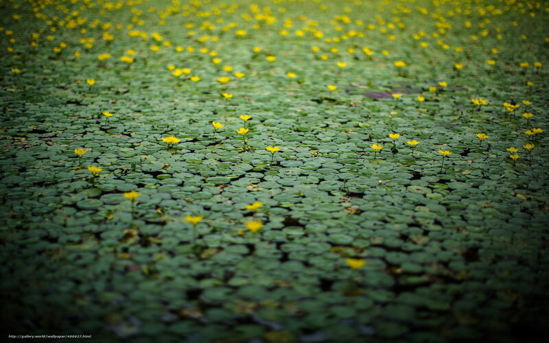 Yellow Flowers on Water