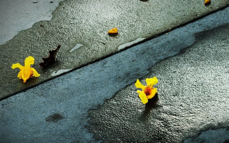Yellow flowers on wet pavement