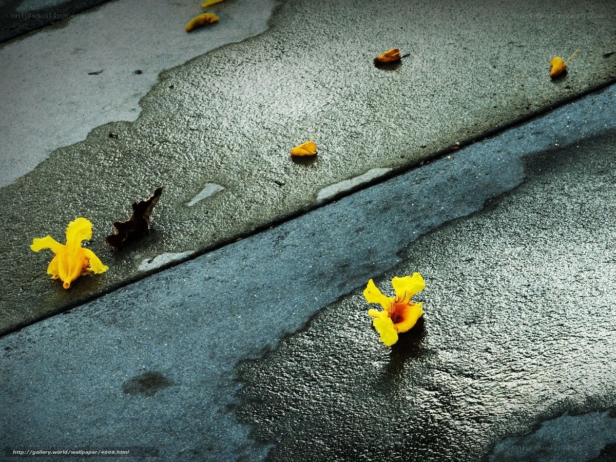Yellow flowers on wet pavement