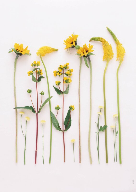 yellow flowers on white background