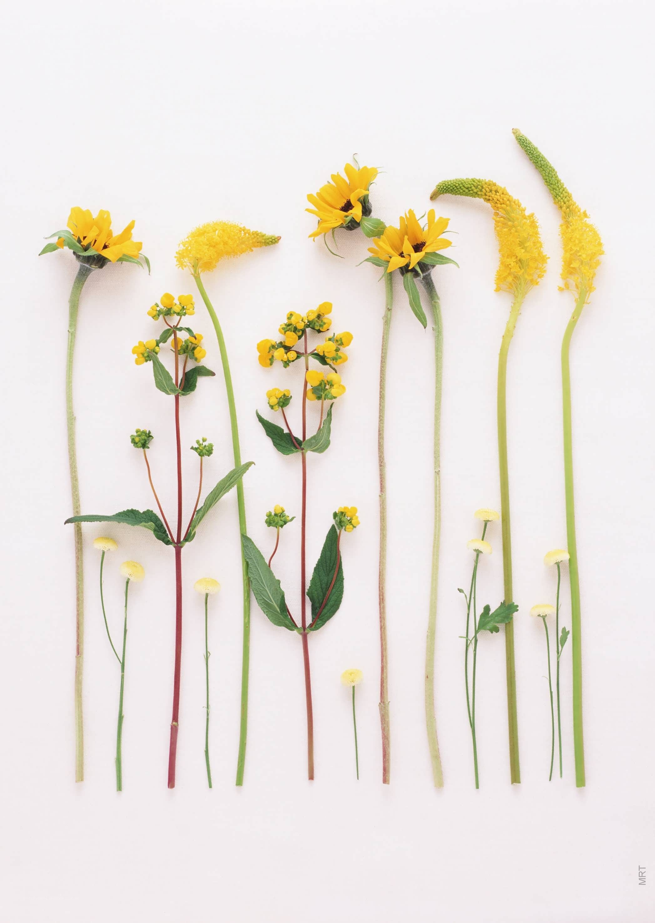 yellow flowers on white background