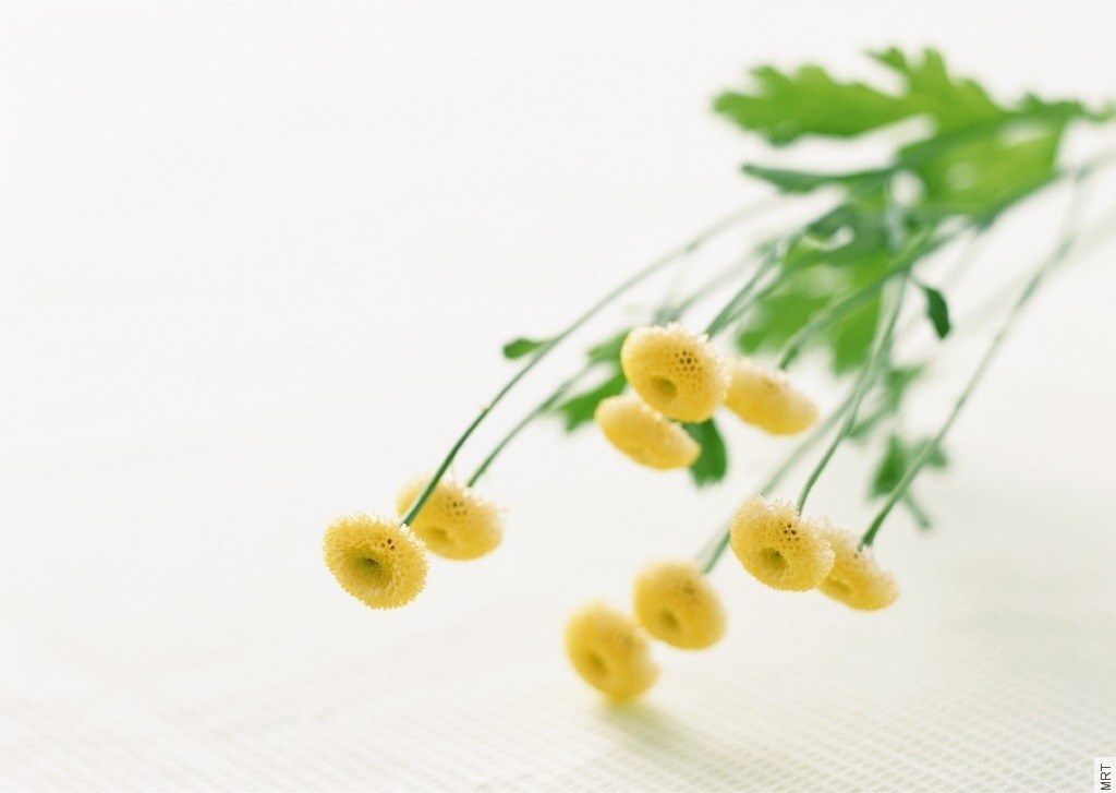 Yellow flowers on white background