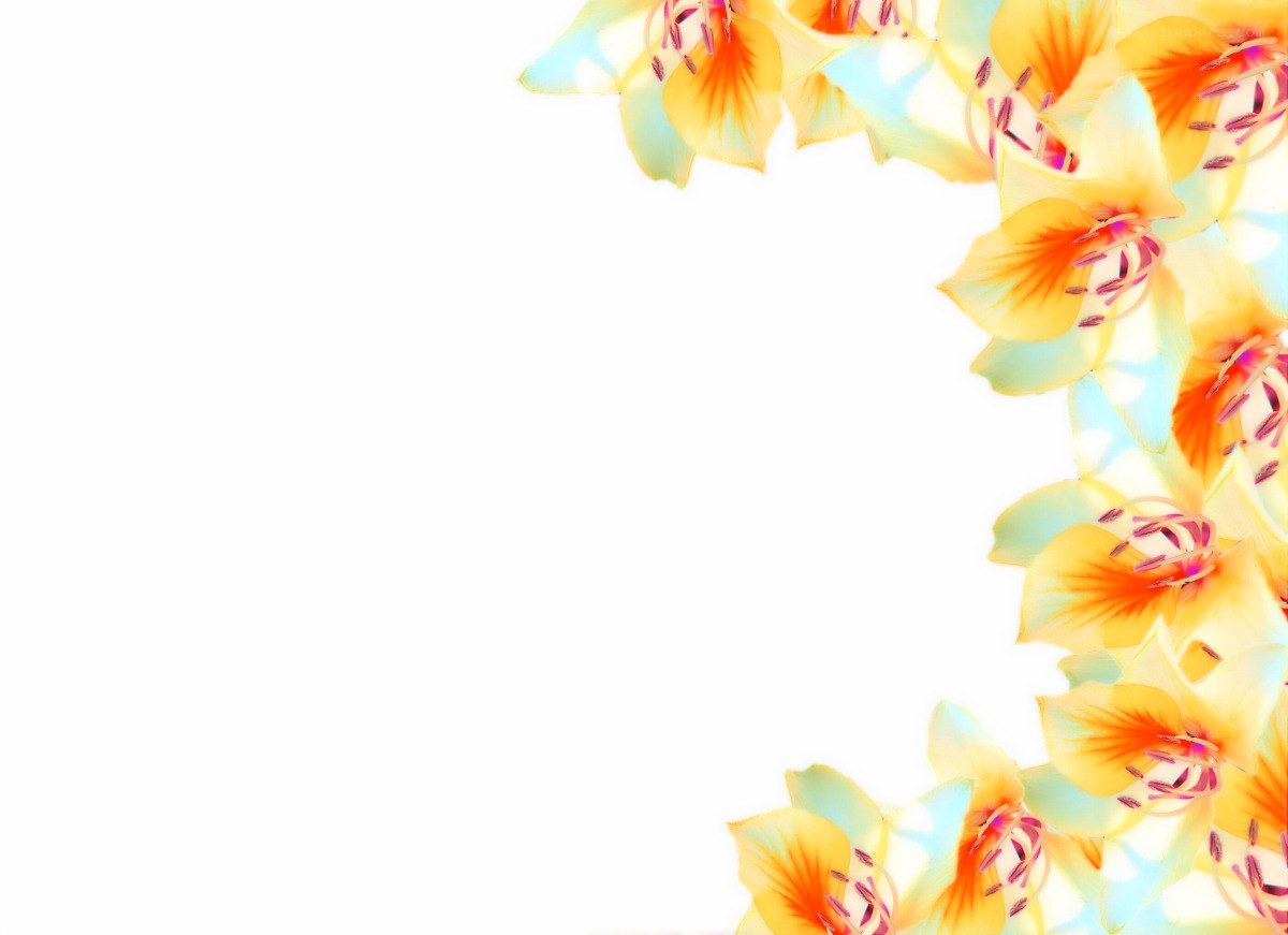 yellow flowers on white background