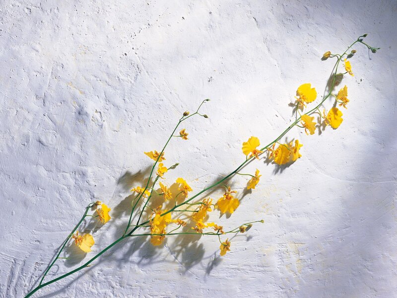 Yellow flowers on white wall