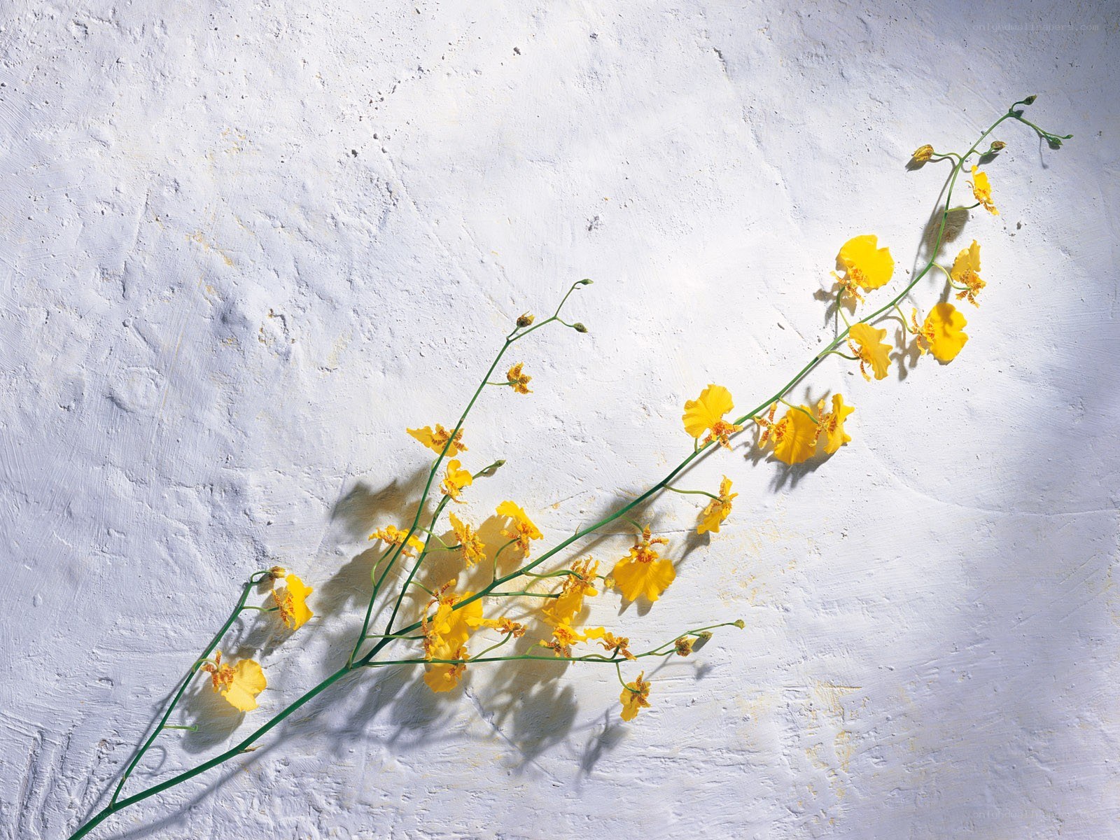 Yellow flowers on white wall
