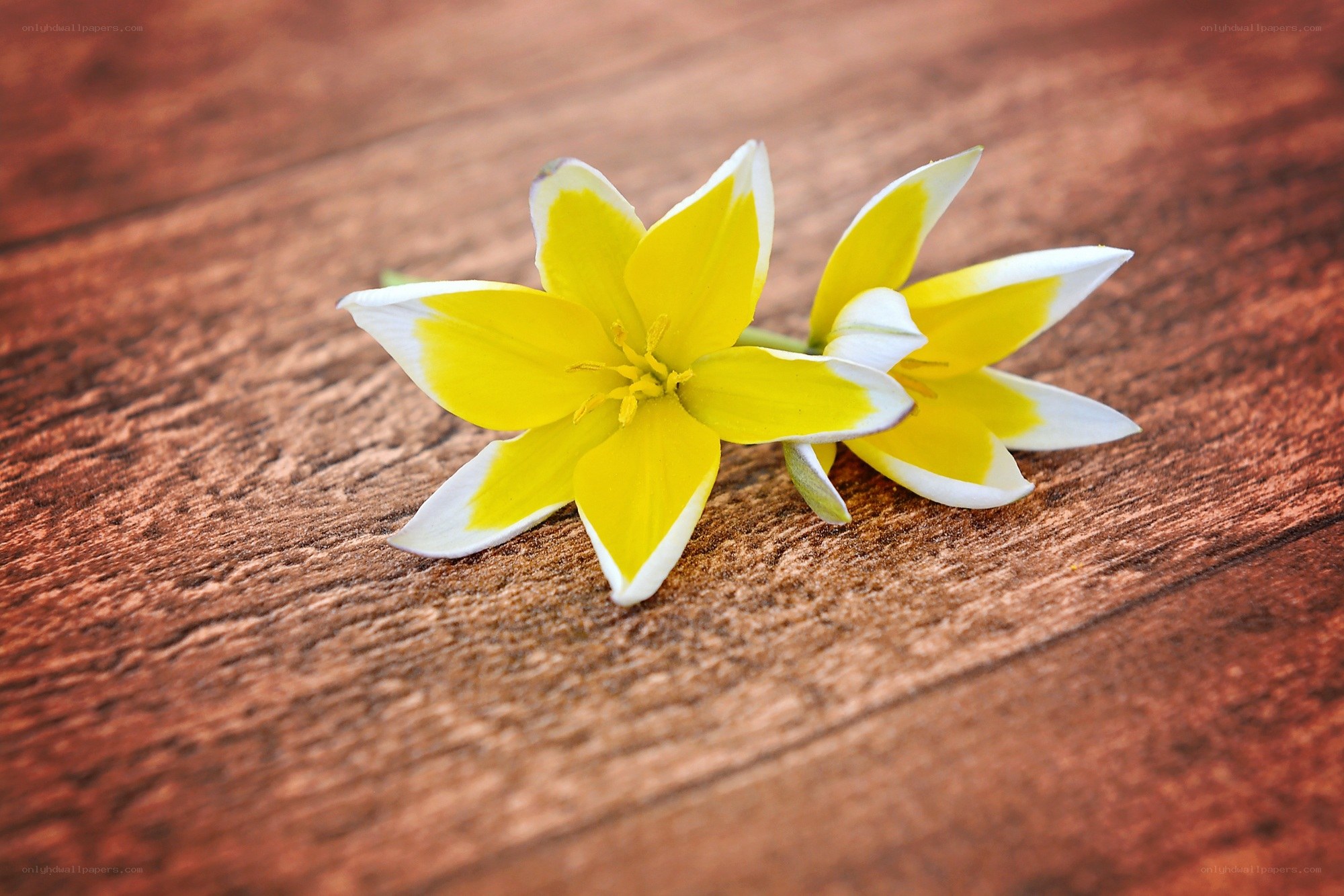 Yellow flowers on wood