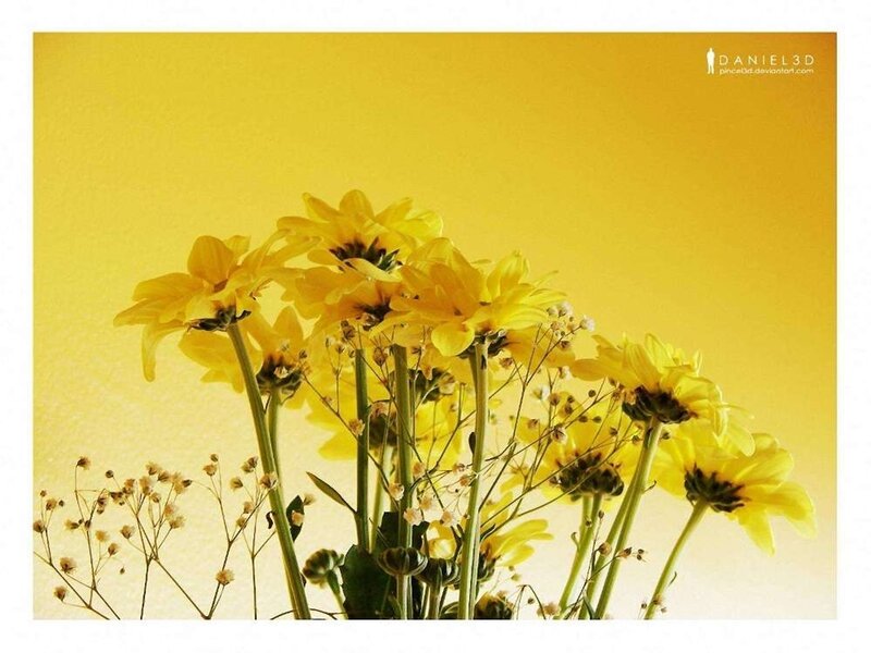 yellow flowers on yellow background