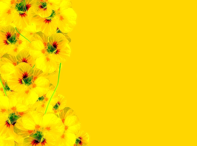 Yellow Flowers on Yellow Background — Vibrant