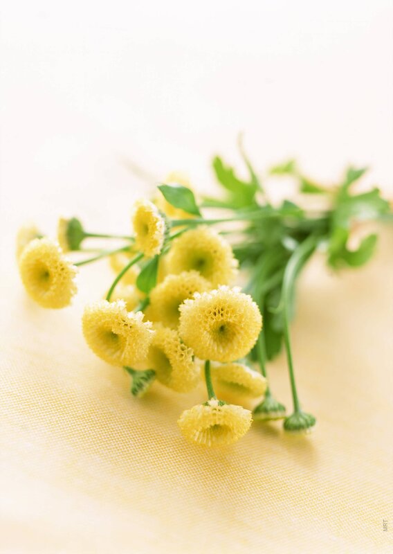 yellow flowers on yellow cloth