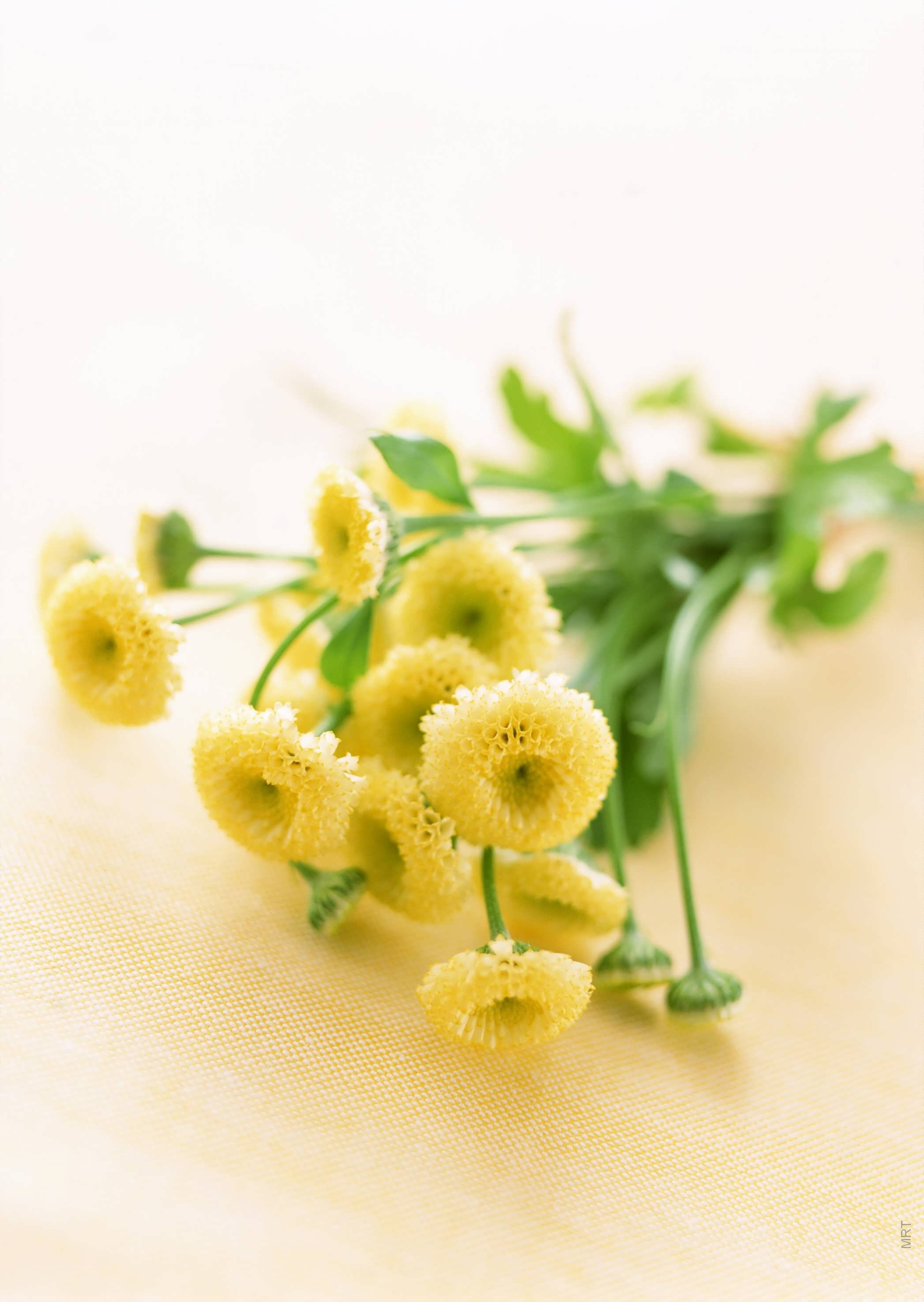 yellow flowers on yellow cloth