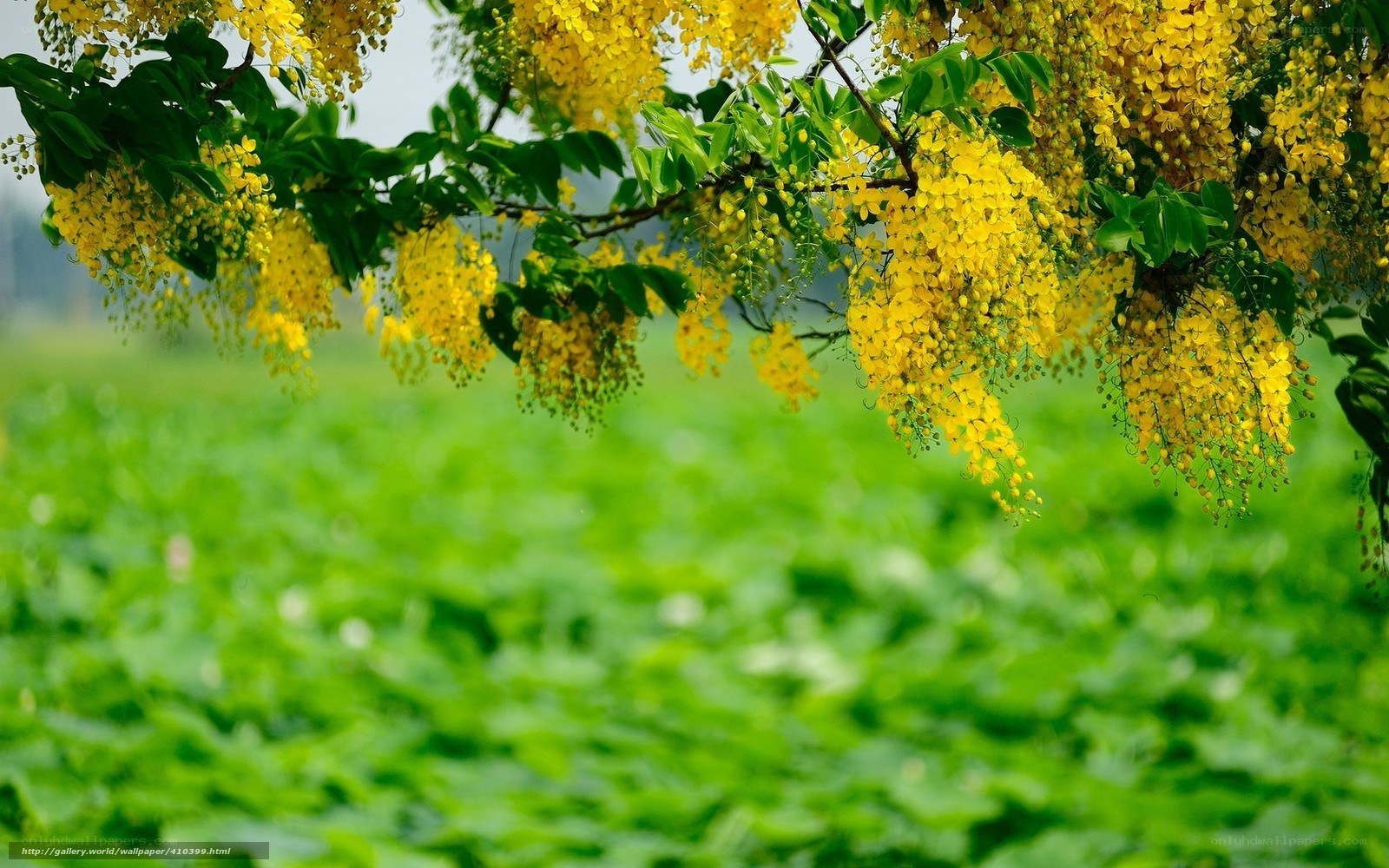 Yellow flowers over green field