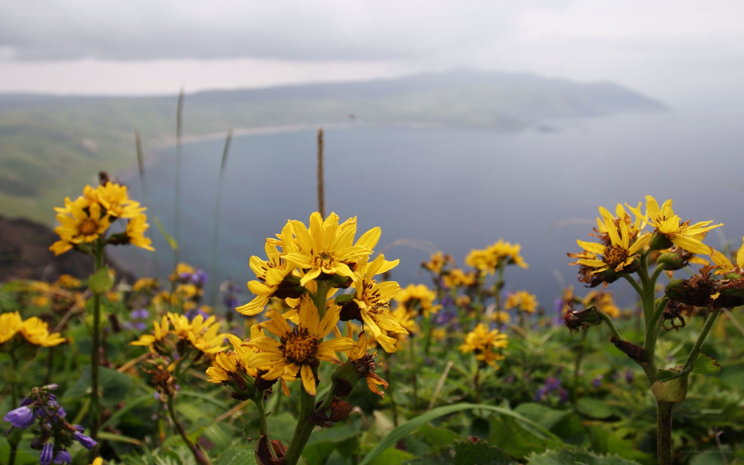 Yellow flowers overlooking a bay