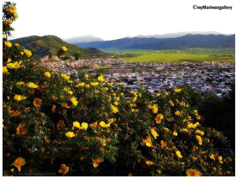 Yellow Flowers Overlooking Town