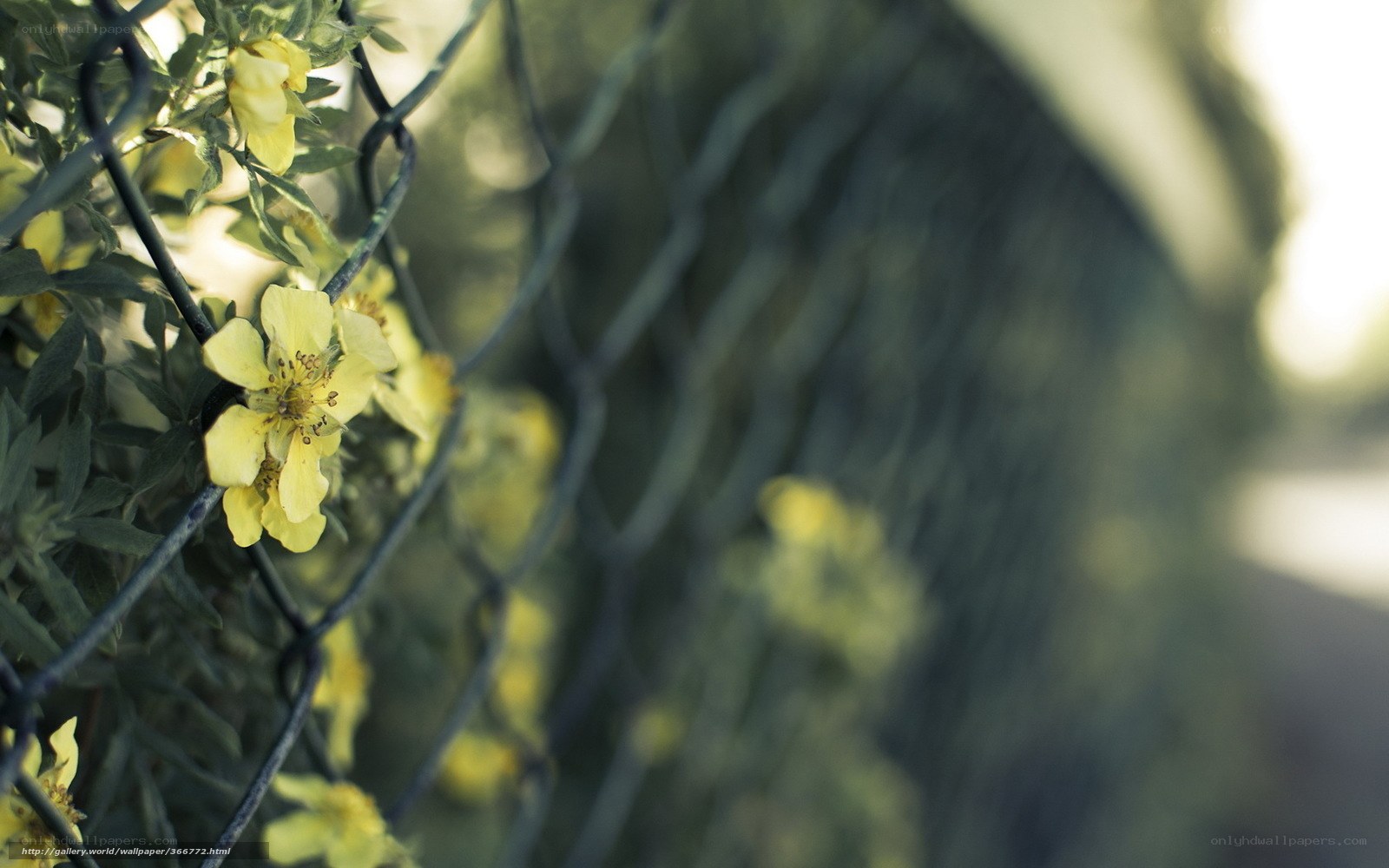 Yellow flowers through a fence