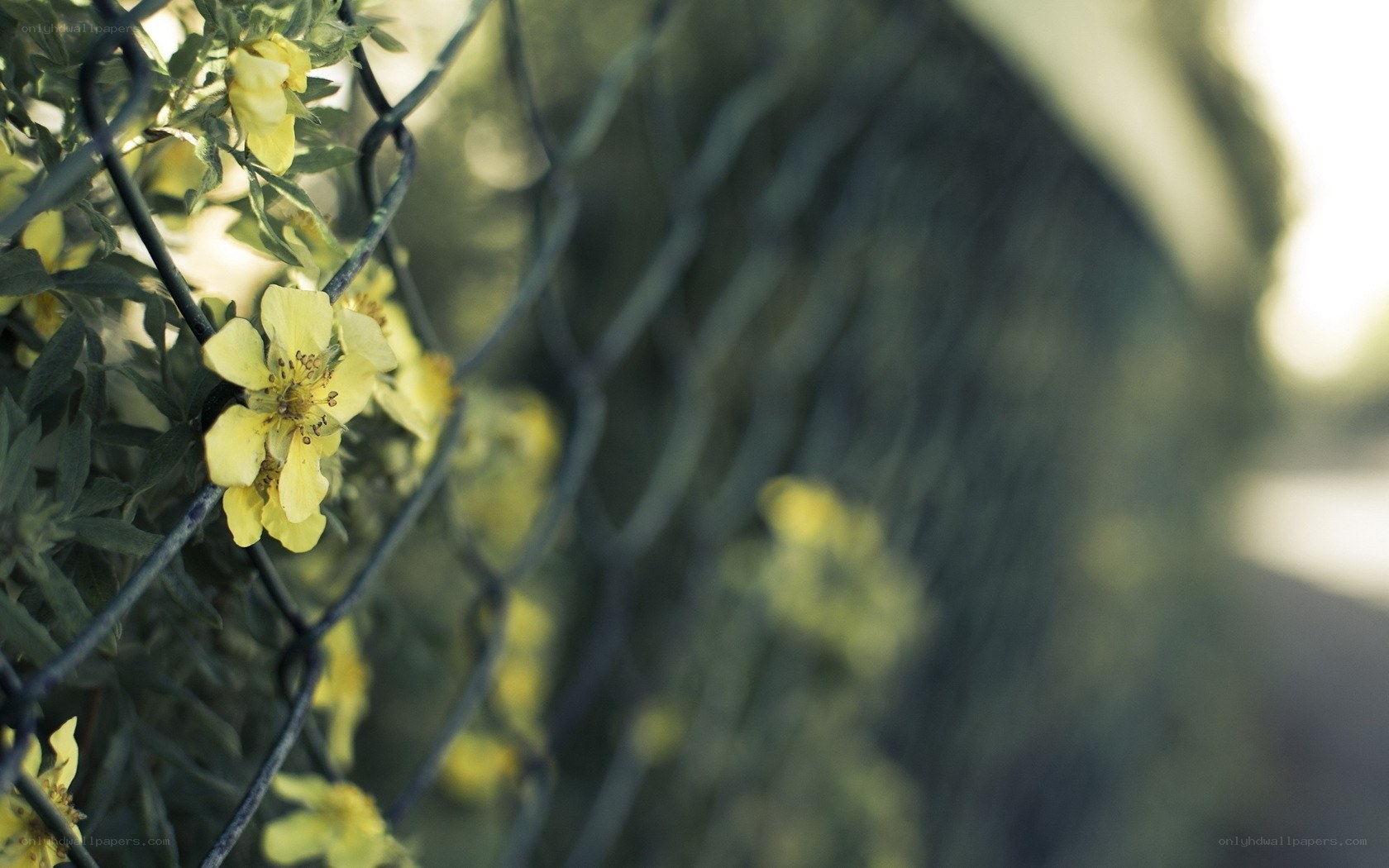 Yellow flowers through a fence