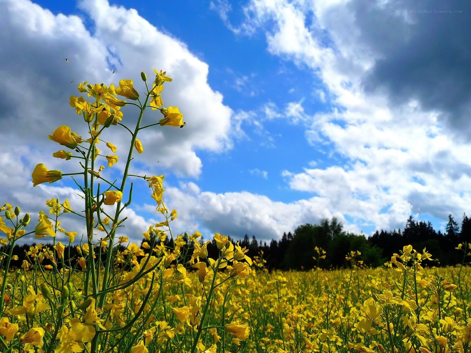 Yellow flowers under a blue sky