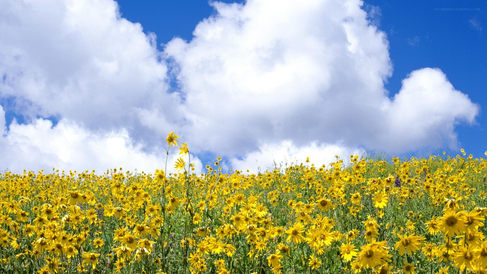 Yellow flowers under blue sky