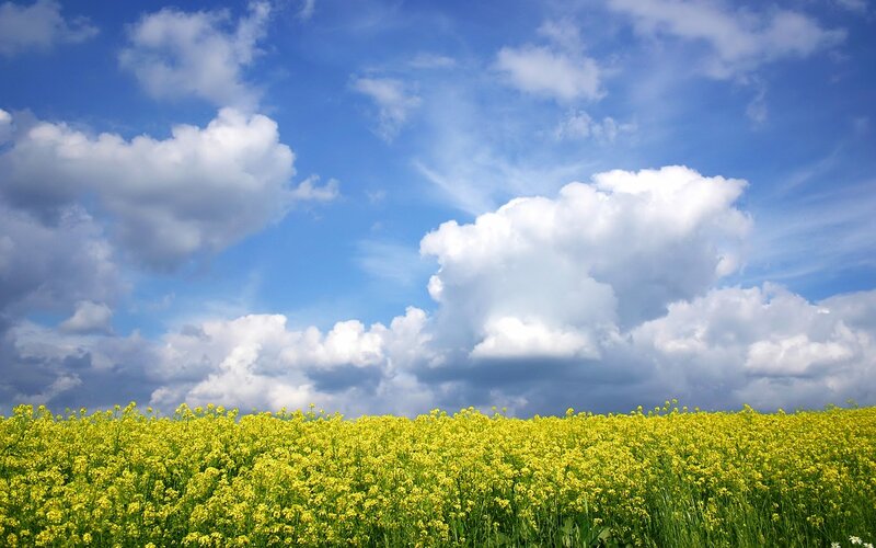Yellow flowers under blue sky