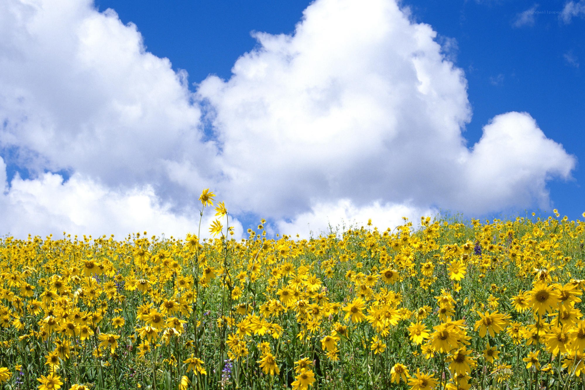 Yellow flowers under blue sky