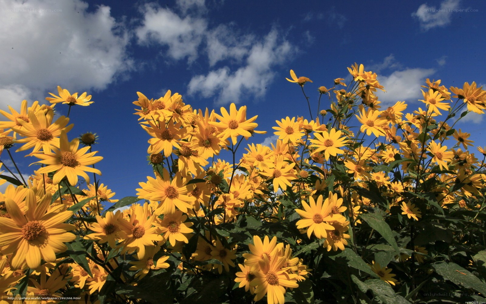 Yellow flowers under blue sky