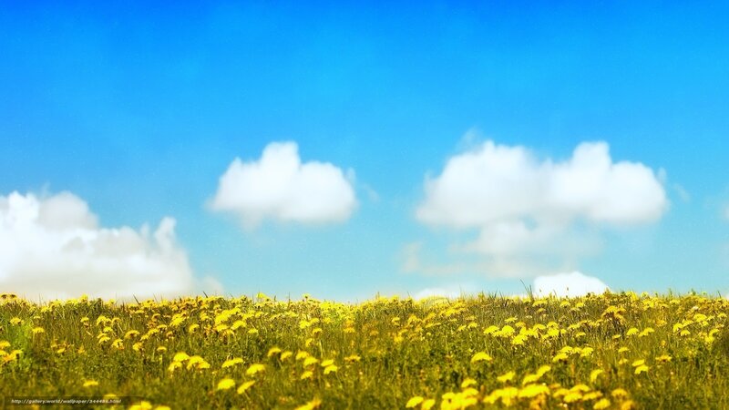 Yellow flowers under blue sky