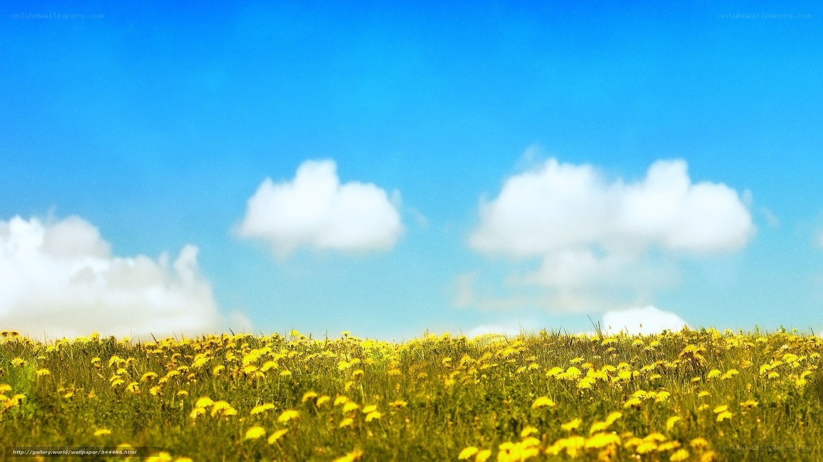 Yellow flowers under blue sky