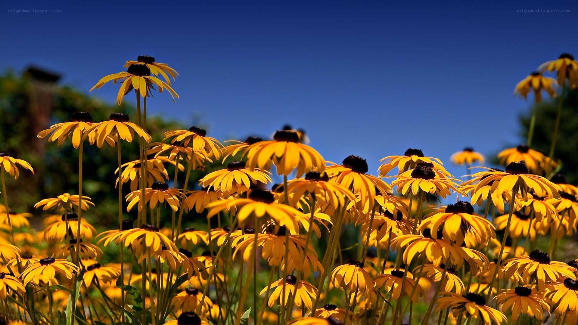 Yellow flowers under blue sky