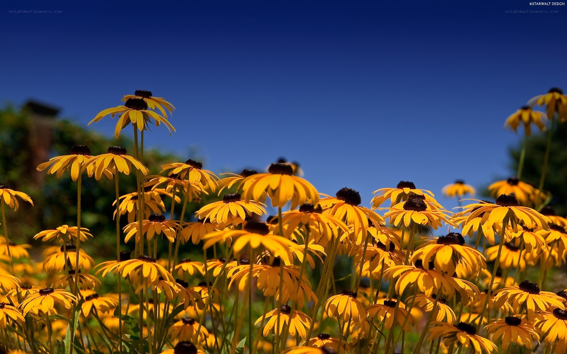 Yellow flowers under blue sky