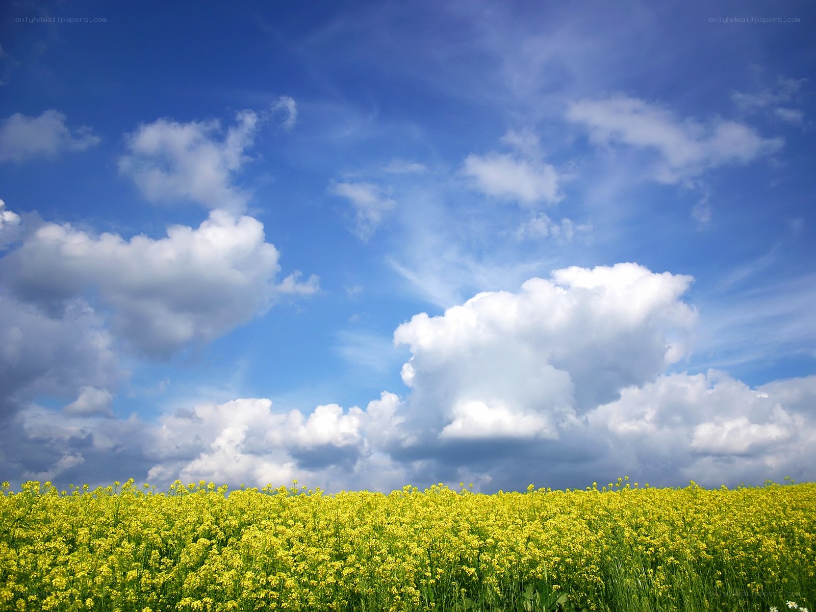 Yellow flowers under blue sky