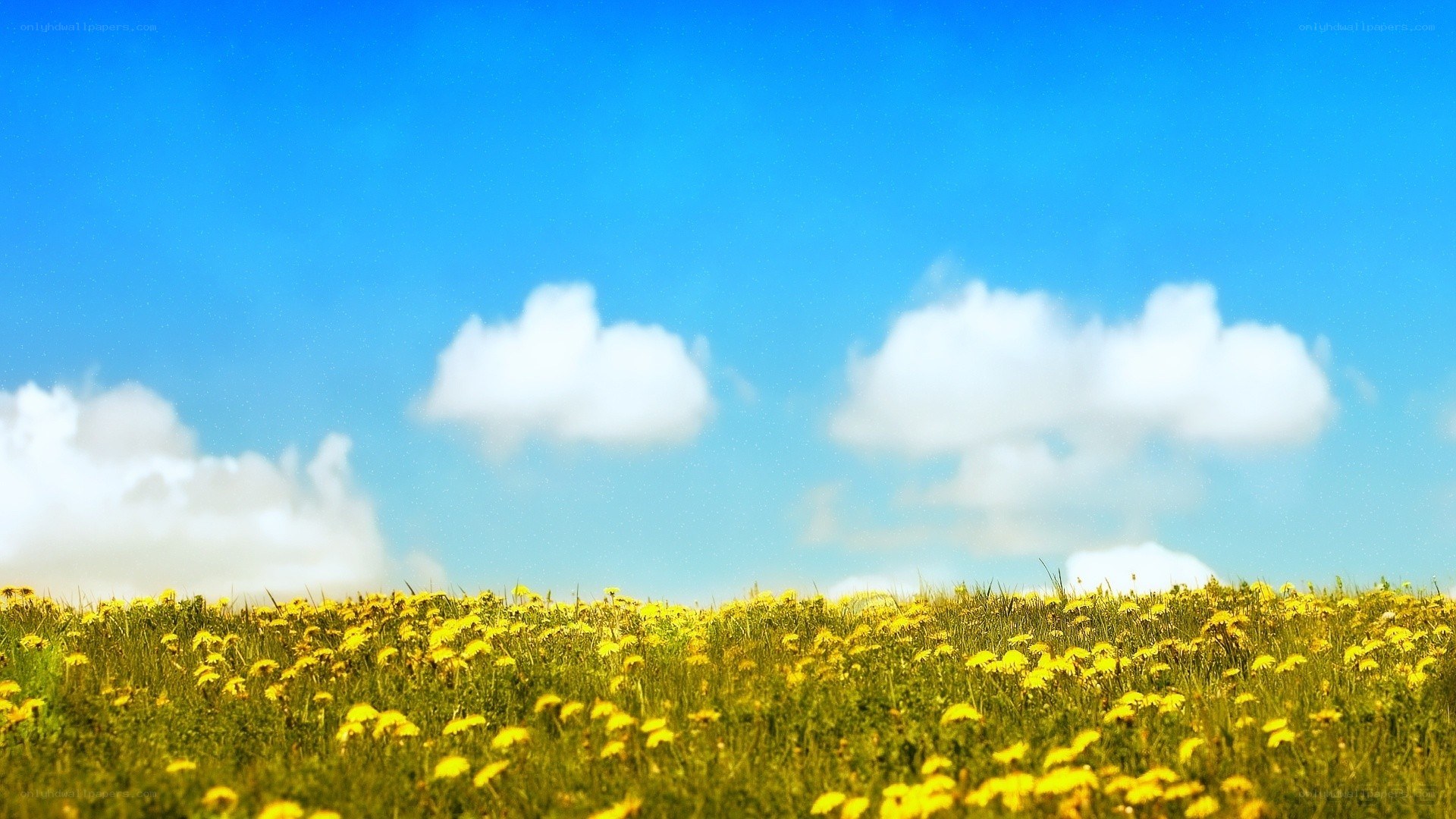 Yellow flowers under blue sky