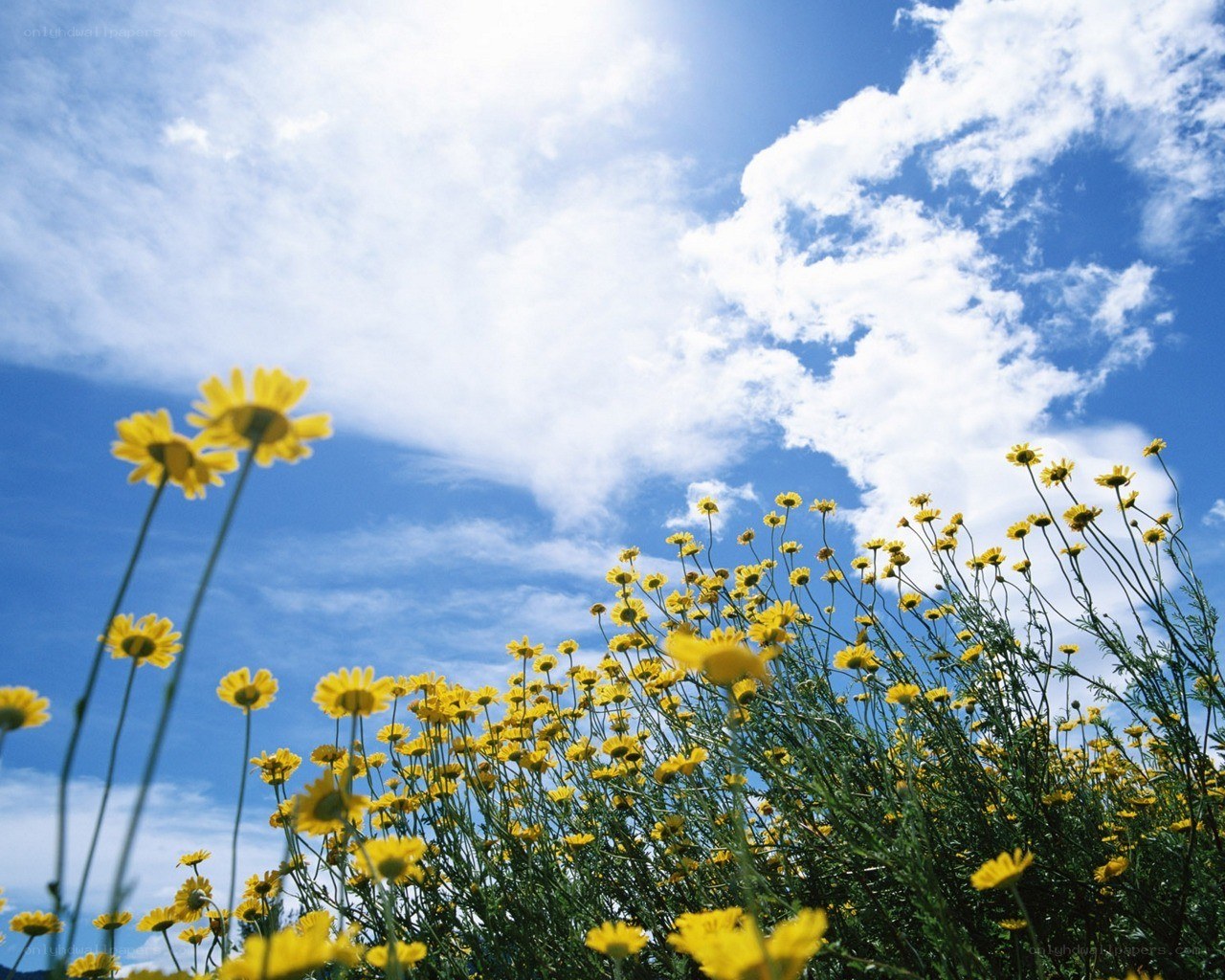 Yellow flowers under blue sky