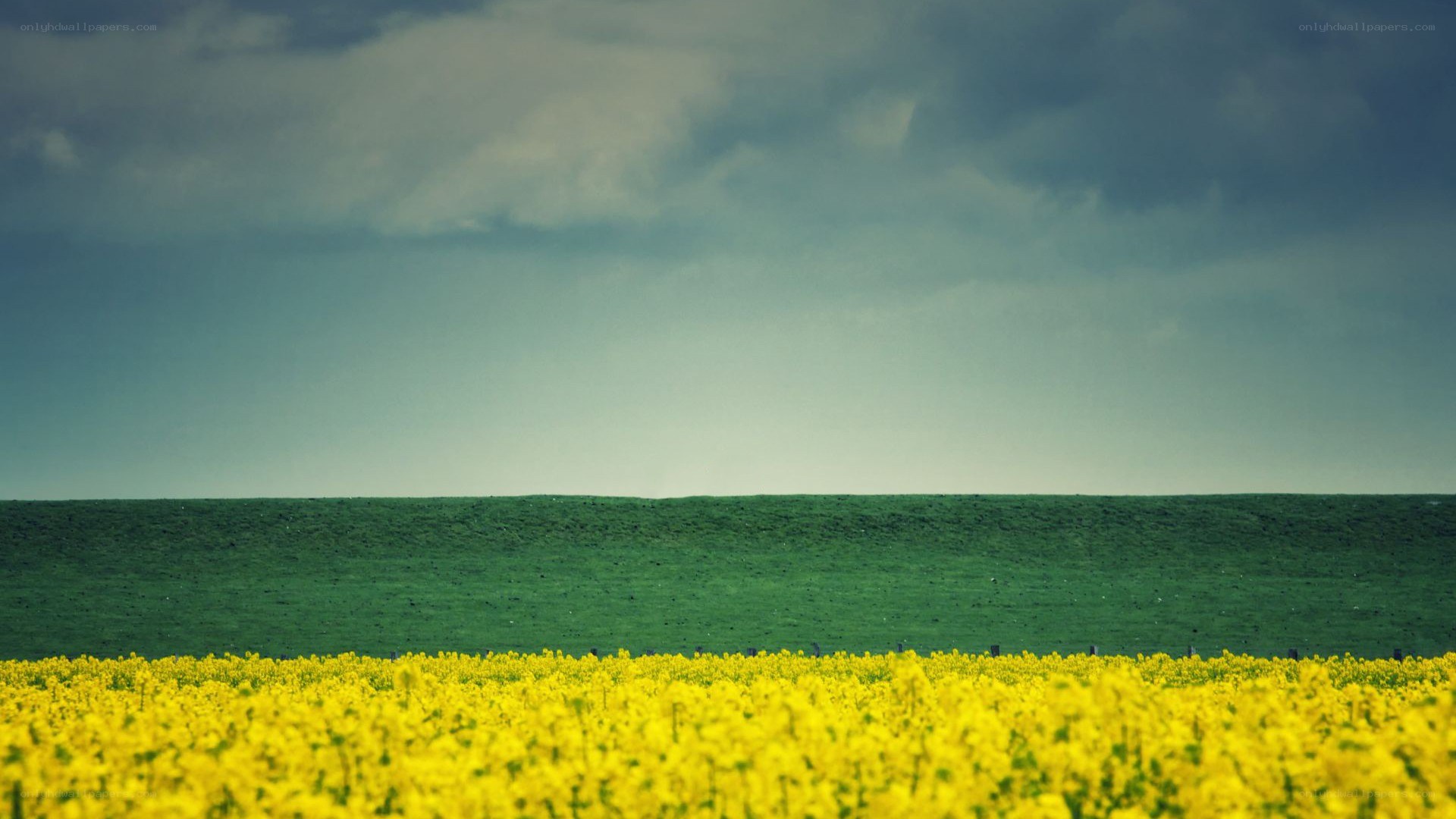 Yellow flowers under cloudy sky