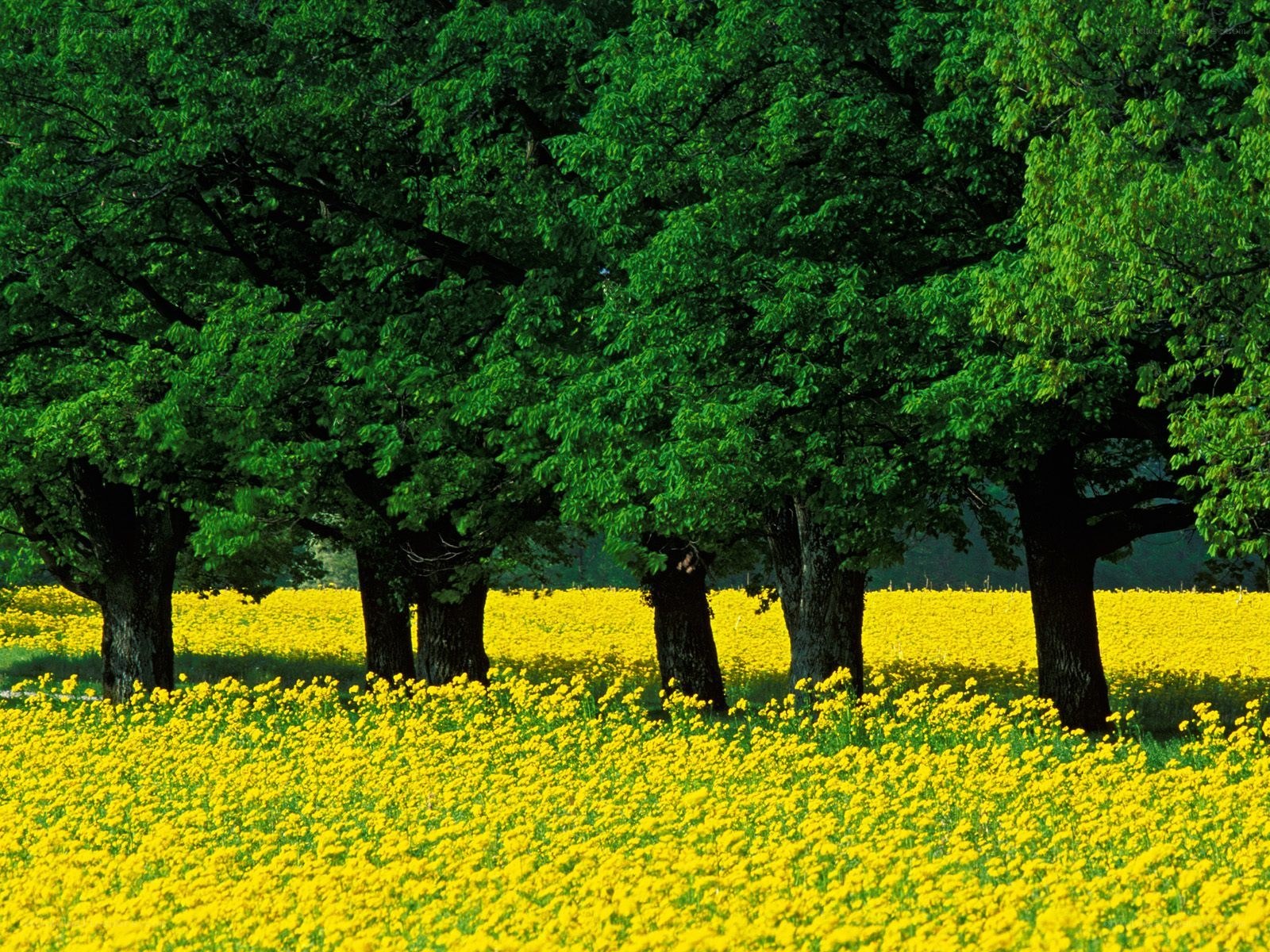 Yellow flowers under green trees