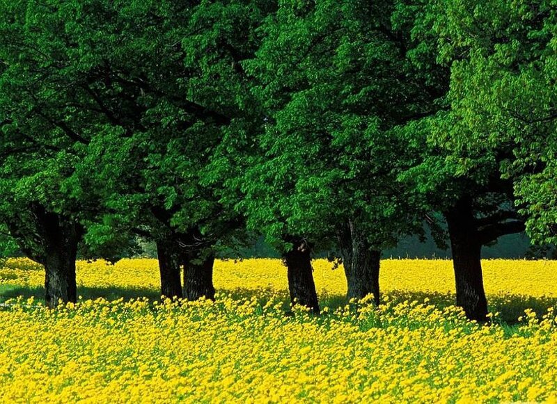 Yellow flowers under green trees