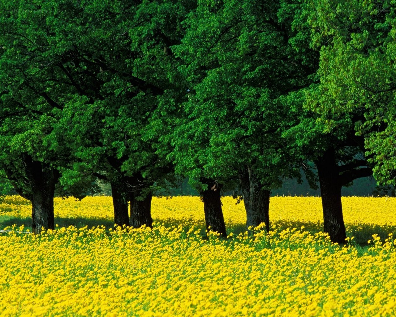 Yellow flowers under green trees