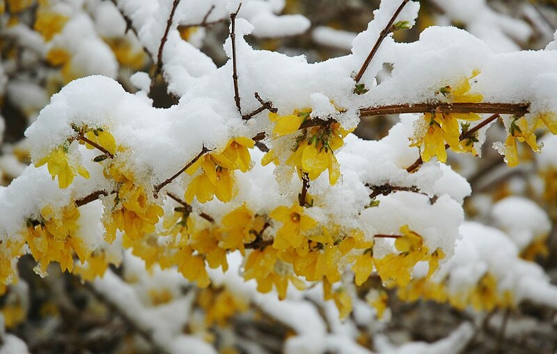 Yellow flowers under snow