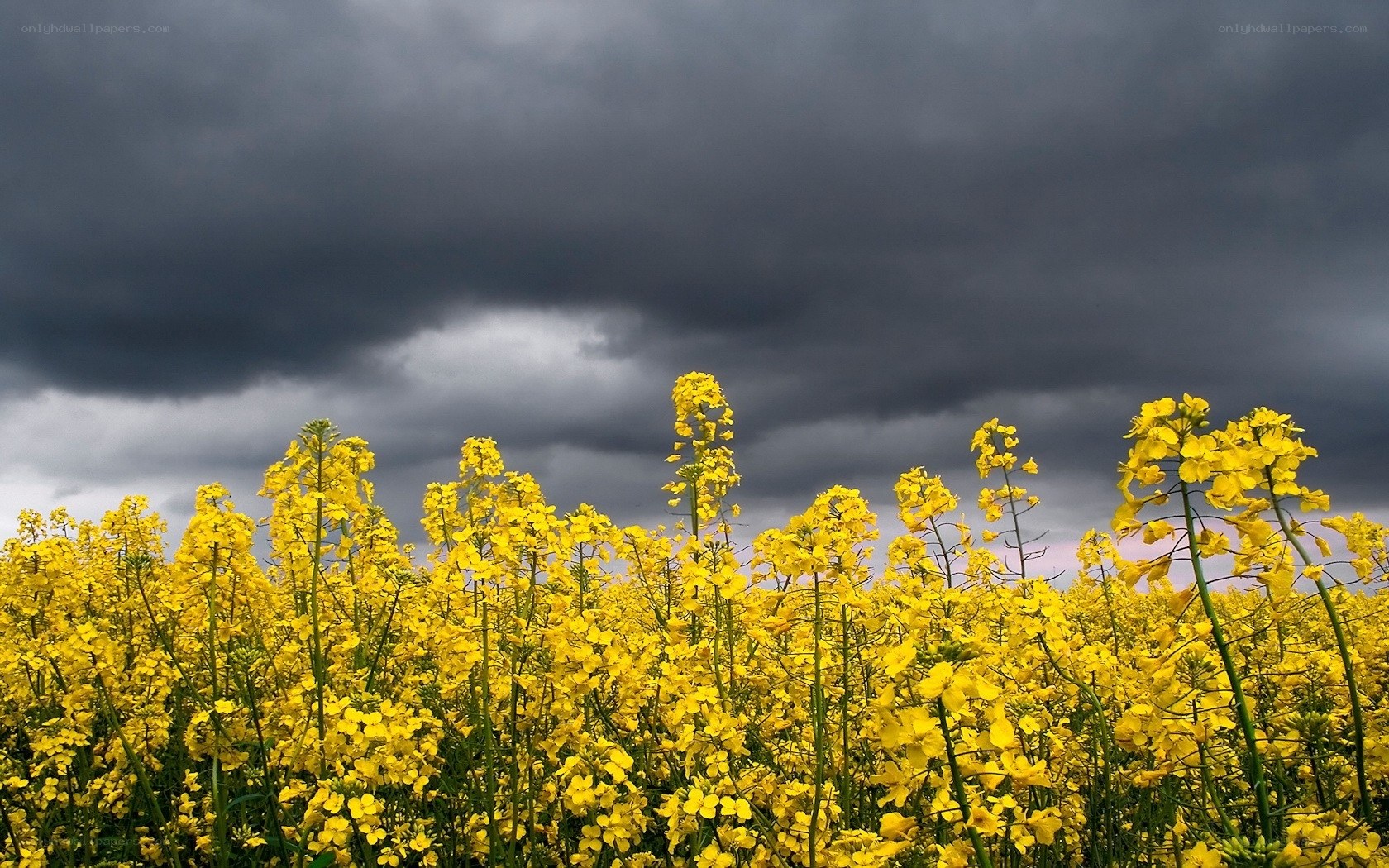 Yellow flowers under stormy sky