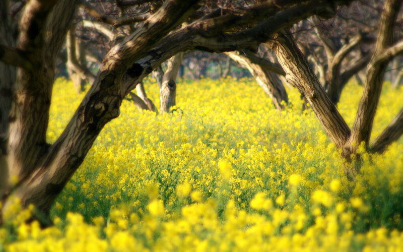 Yellow Flowers under Trees — Serene, Spring, Photograph