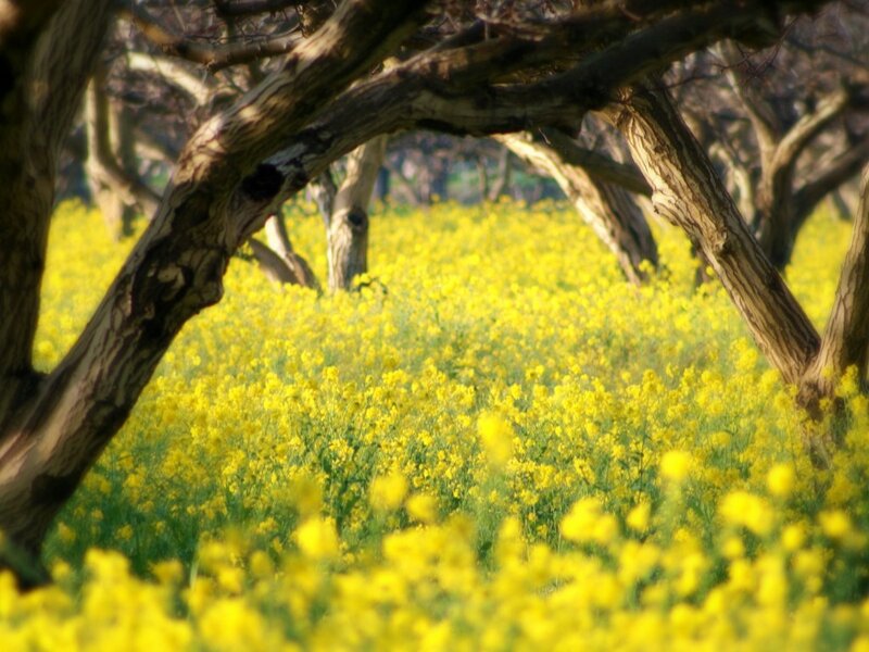 Yellow Flowers under Trees — Serene, Spring