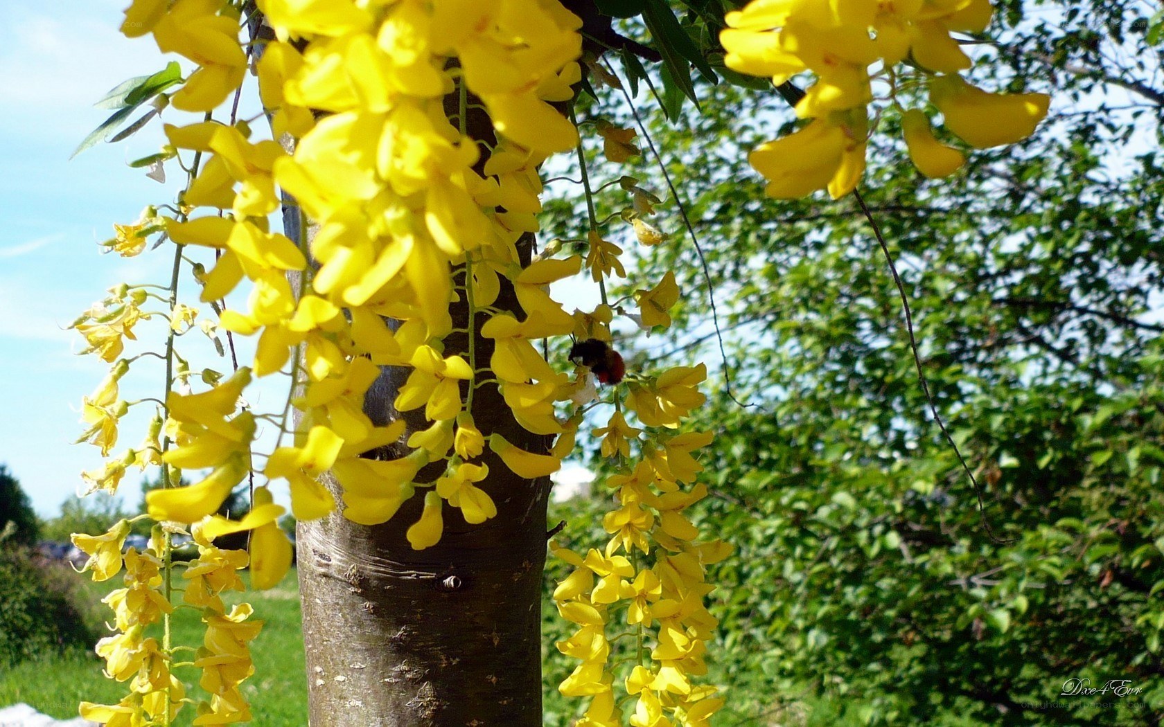 Yellow flowers with a bee
