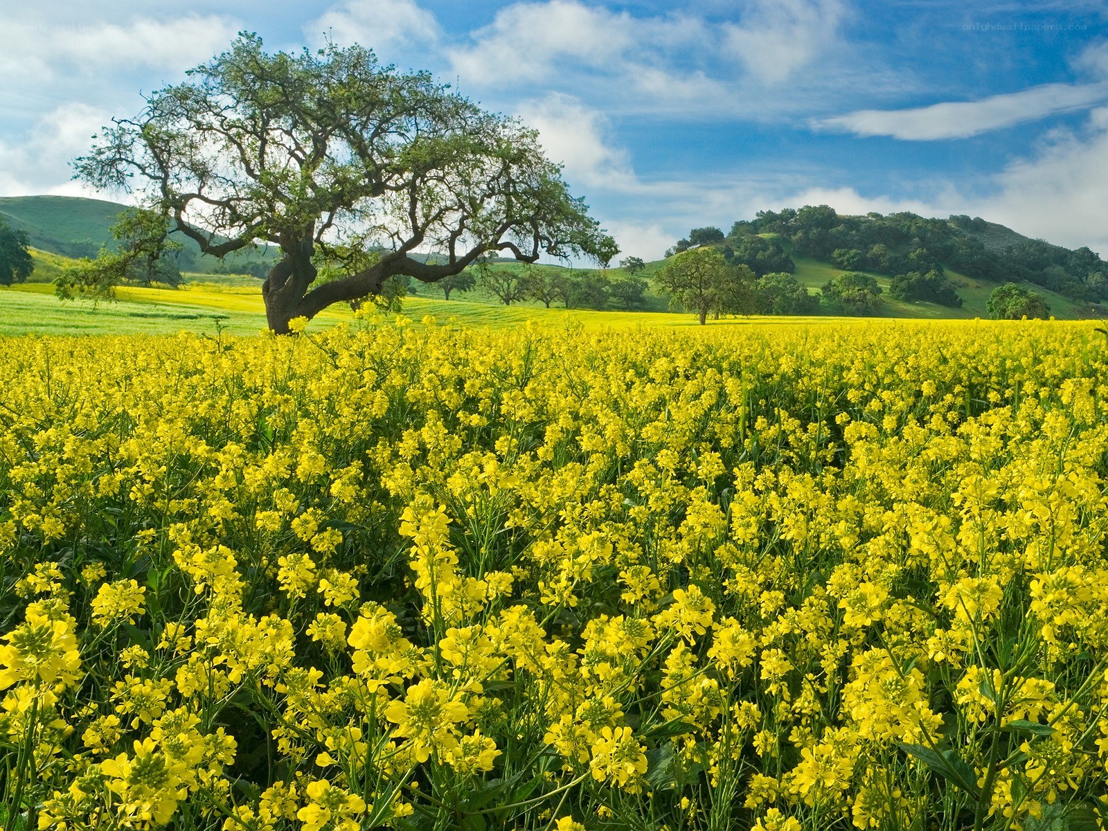 Yellow flowers with a lone tree