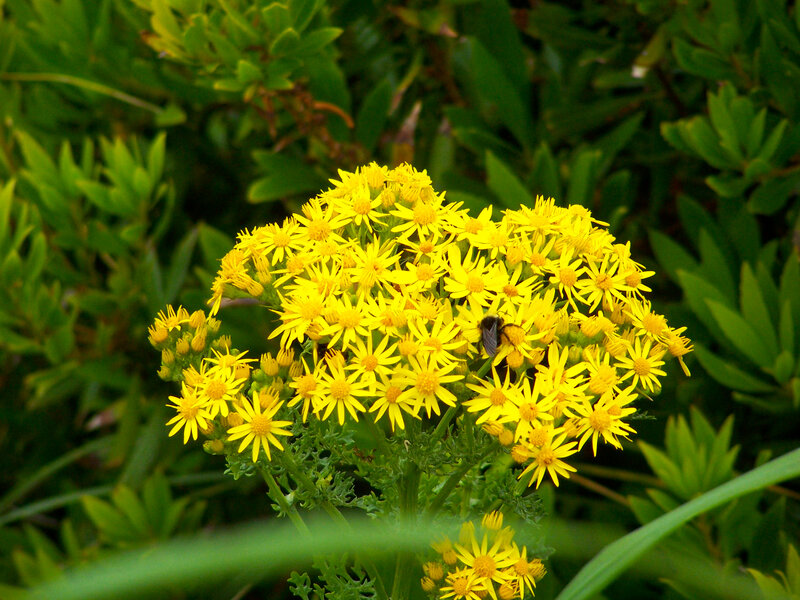 yellow flowers with bee