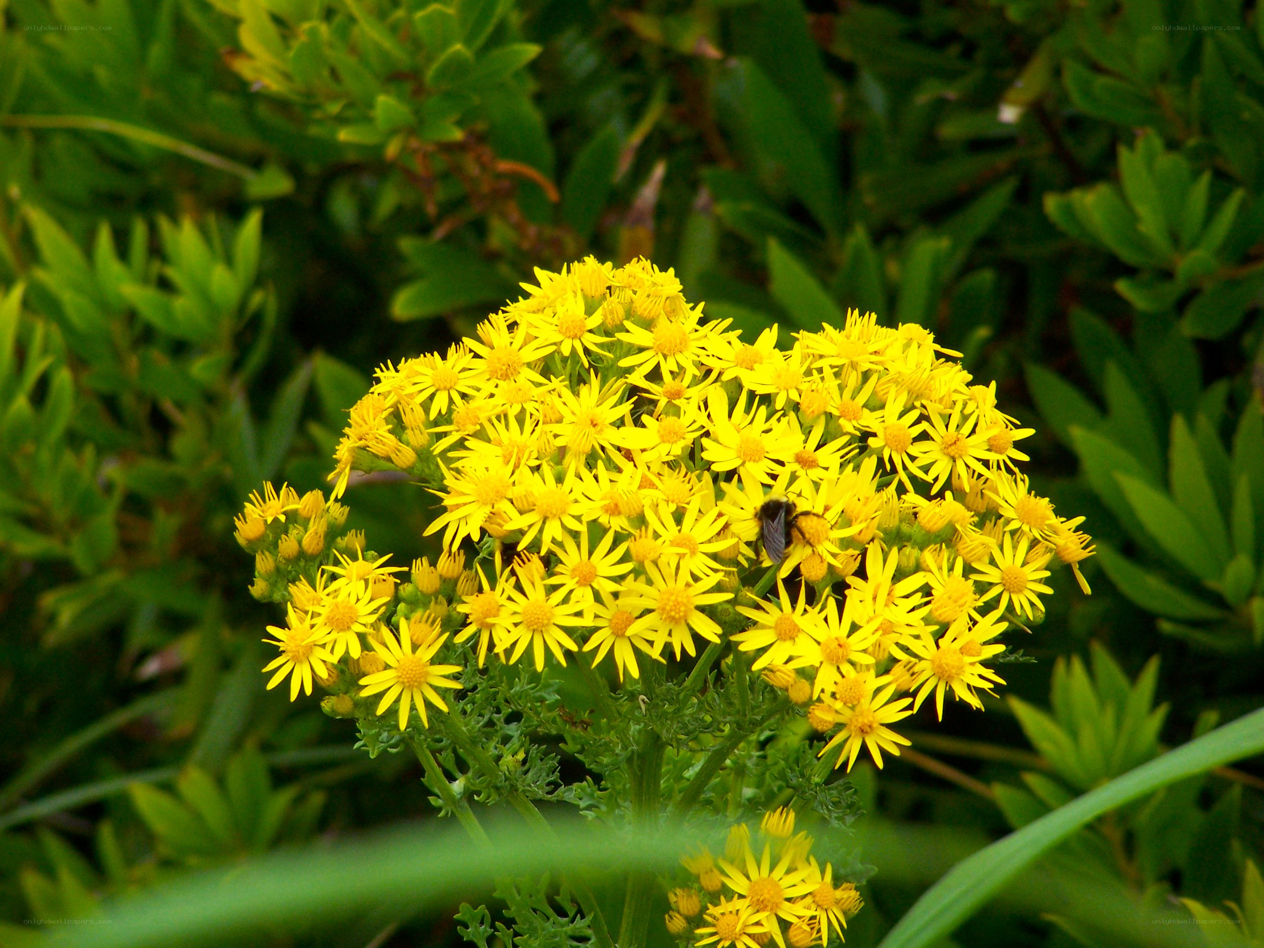 yellow flowers with bee