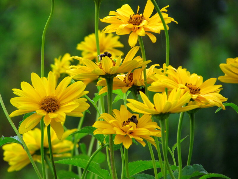 Yellow Flowers with Bees
