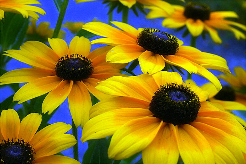 Yellow flowers with blue background