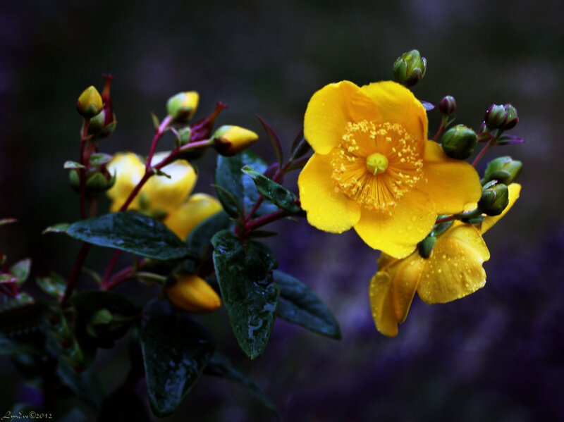 Yellow Flowers with Buds — Dramatic