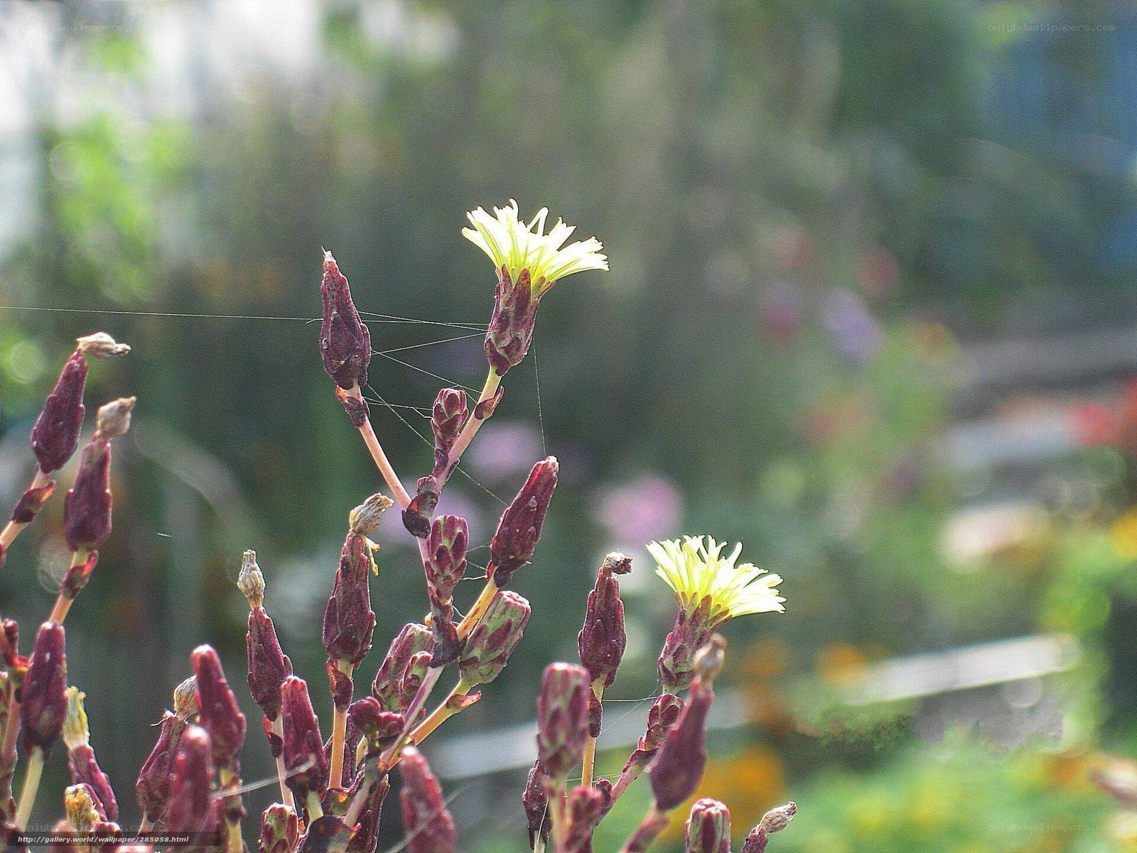 Yellow flowers with buds