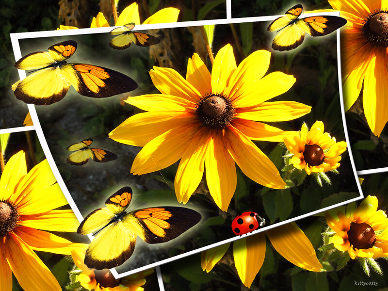 Yellow Flowers with Butterflies — Bright